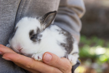 Little bunny in hand