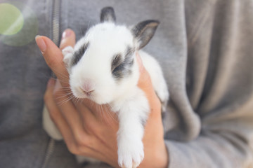Little bunny in hand