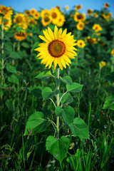 Sunflower field under blue sky