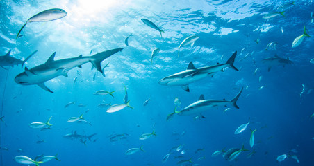 Obraz premium Caribbean reef shark