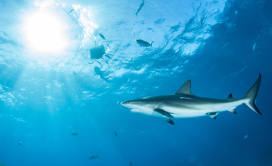 Caribbean reef shark