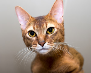 Purebred abyssinian cat