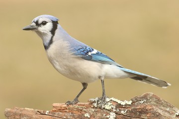 Blue Jay (corvid cyanocitta)