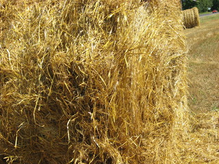 Straw closeup for backgrounds