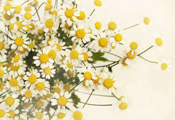 Daisy flowers bouquet