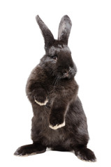 Naklejka premium Portrait of a funny black rabbit standing on his hind legs