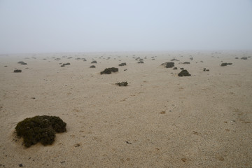Fototapeta na wymiar Mist in the Namib, Namibia