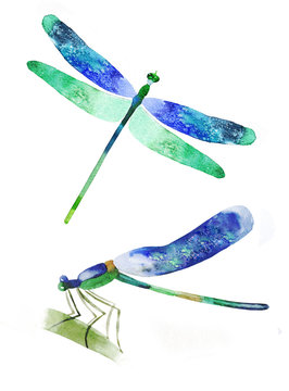 watercolor dragonfly on a white background