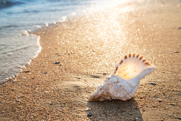 seashell background