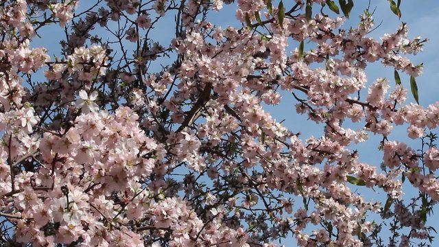 Amandier en fleurs dans le soleil et le vent