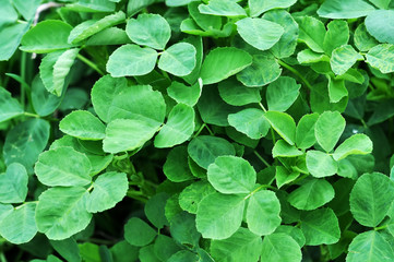 Fototapeta na wymiar green clover leaves