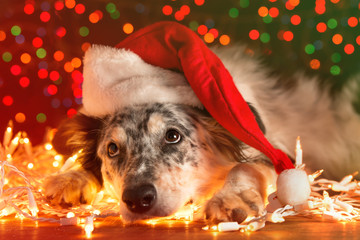 Border collie Australian shepherd mix dog lying down on white chirstmas lights with colorful bokeh sparkling lights in background looking hopeful wishful believing celebratory concerned - 103204218