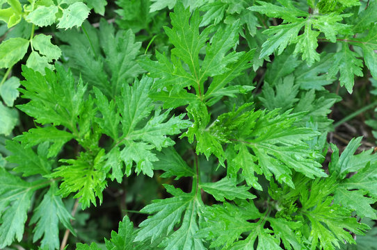 Mugwort's variegated leaves (Artemisia vulgare)