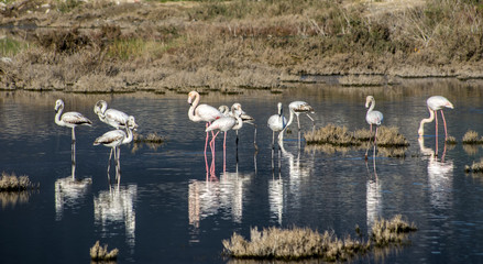 Flamingo Kuşları