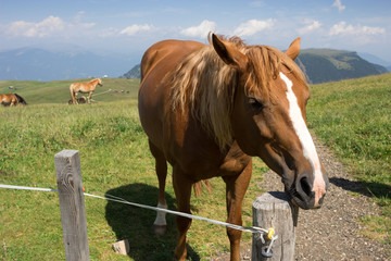 Seiser Alm - Alpe di Siusi, horse. Alpe di Siusi is the largest high altitude Alpine meadow in Europe

