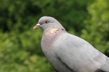 colombo piccione
