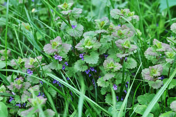 flower of henbit The plant purple dead-nettle Purple dead-nettle is a weed plant. Flowering occurs from April until the first snowfall. This is honey plant 