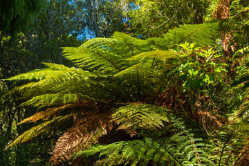 Bush Ferns