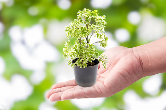 Man hand holding with green plants in the small pots on Green bo