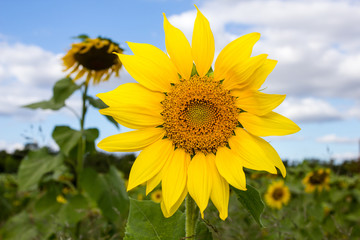 Sunflower on blue sky in garden