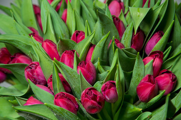 Bouquet of pink tulips macro