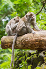 Monkeys on tree. Monkey forest in Ubud, Bali, Indonesia.