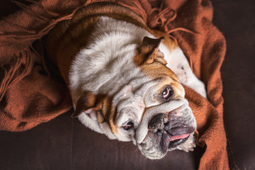 English Bulldog dog canine pet on brown leather couch under blanket looking sad bored lonely sick tired exhausted  - 103206257