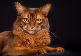 Purebred Somali cat