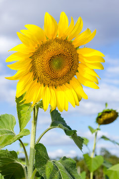 Sunflower on blue sky in garden