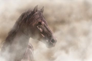 Beautiful alert Frisian black brown stallion horse equine in fog mist smoke looking curious worried free majestic regal mythological
