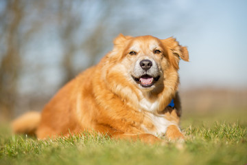 Golden retriever dog