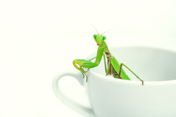 Green Mantis is posing on a white porcelain cup, close up