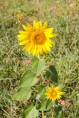 Sunflower in garden