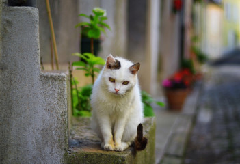 Beautiful cat sitting in the street
