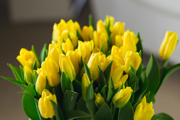 Bouquet of yellow tulips macro