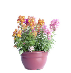 Spring flowers pot