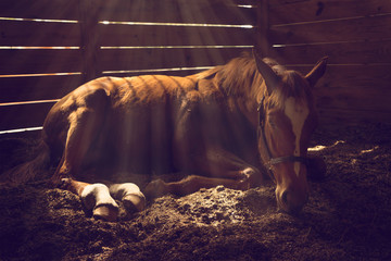 Obraz premium Młody koń odsadzający leżący w boksie z lśniącymi promieniami słońca wyglądający zmęczony zmęczony senny smutny chory samotny rozluźniony magiczny emocjonalny