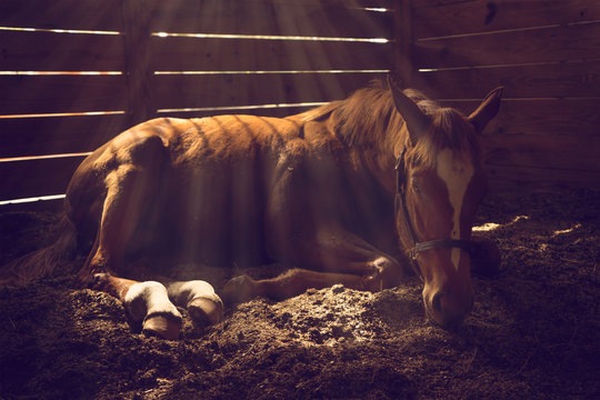 Fototapeta Young weanling horse lying down in stall with sunbeams shining looking tired exhausted sleepy sad sick depressed alone relaxed magical emotional