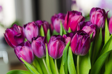 Bouquet of dark-pink tulips close-up