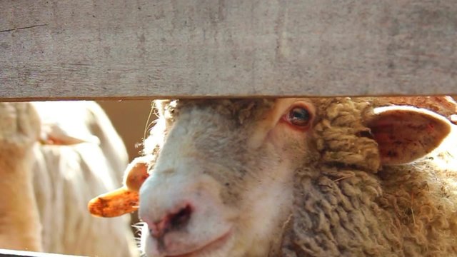 Close up of sheep heads. Farming. Herd of sheep. Real time video with sound of sheep voices.