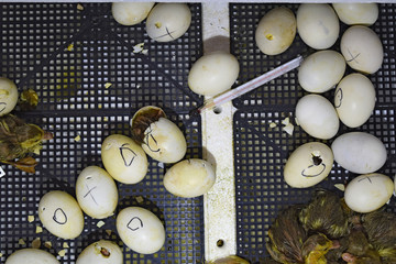 Musk duck ducklings hatched from eggs