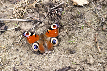 Peacock butterfly on the soil