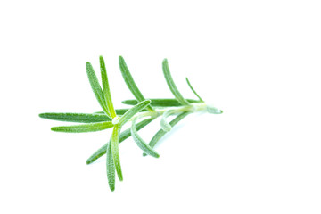 Fresh rosemary isolated on white background. Closeup.