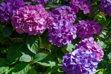 Violet Hortensia Flowers