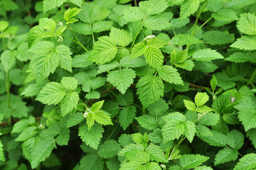 Raspberry leaves