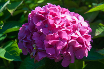 Obraz premium Violet Hortensia Flowers
