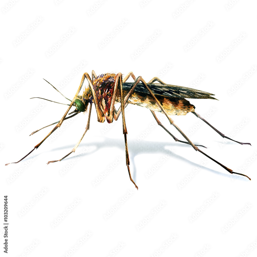 Wall mural Mosquito isolated on white background