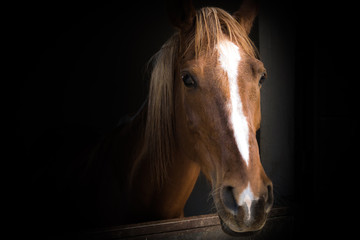 Obraz na płótnie Canvas Horse Portrait