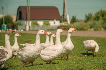 Obraz premium Geese go down at street in the village