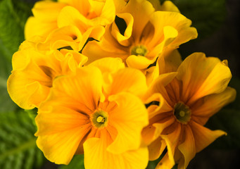 yellow garden flowers closeup